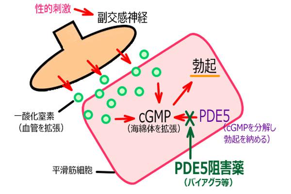 PDE-5阻害薬とは